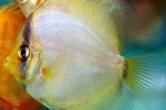 symphysodon aequifasciatus ghost symphysodon aequifasciatus ghost