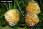 symphysodon aequifasciatus golden pigeon symphysodon aequifasciatus golden pigeon