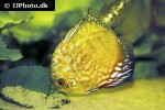 symphysodon aequifasciatus golden pigeon symphysodon aequifasciatus golden pigeon