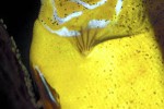 symphysodon aequifasciatus golden pigeon symphysodon aequifasciatus golden pigeon
