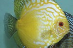 symphysodon aequifasciatus golden sunrise symphysodon aequifasciatus golden sunrise