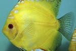 symphysodon aequifasciatus golden sunrise symphysodon aequifasciatus golden sunrise