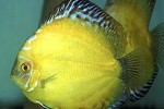 symphysodon aequifasciatus golden sunrise symphysodon aequifasciatus golden sunrise
