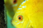symphysodon aequifasciatus golden sunrise symphysodon aequifasciatus golden sunrise