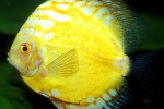 symphysodon aequifasciatus golden sunrise symphysodon aequifasciatus golden sunrise