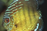 symphysodon aequifasciatus green symphysodon aequifasciatus green