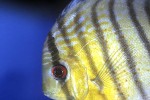 symphysodon aequifasciatus green tefe symphysodon aequifasciatus green tefe