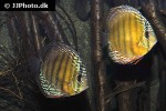 symphysodon aequifasciatus green tefe symphysodon aequifasciatus green tefe