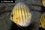 symphysodon aequifasciatus green tefe symphysodon aequifasciatus green tefe