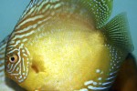 symphysodon aequifasciatus honey dream symphysodon aequifasciatus honey dream