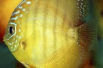 symphysodon aequifasciatus honey dream symphysodon aequifasciatus honey dream
