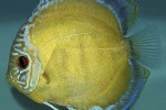 symphysodon aequifasciatus honey dream symphysodon aequifasciatus honey dream