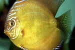 symphysodon aequifasciatus honey dream symphysodon aequifasciatus honey dream