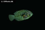 symphysodon aequifasciatus juvenile symphysodon aequifasciatus juvenile