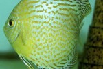 symphysodon aequifasciatus leopard symphysodon aequifasciatus leopard