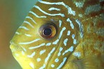 symphysodon aequifasciatus leopard symphysodon aequifasciatus leopard