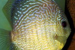 symphysodon aequifasciatus leopard symphysodon aequifasciatus leopard