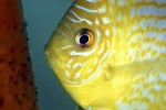 symphysodon aequifasciatus leopard symphysodon aequifasciatus leopard