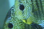 symphysodon aequifasciatus leopard snakeskin symphysodon aequifasciatus leopard snakeskin
