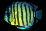 symphysodon aequifasciatus peru red spot symphysodon aequifasciatus peru red spot