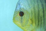 symphysodon aequifasciatus powder blue snakeskin symphysodon aequifasciatus powder blue snakeskin