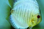 symphysodon aequifasciatus powder blue snakeskin symphysodon aequifasciatus powder blue snakeskin