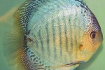 symphysodon aequifasciatus powder blue snakeskin symphysodon aequifasciatus powder blue snakeskin