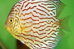 symphysodon aequifasciatus red diamond symphysodon aequifasciatus red diamond