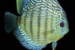 symphysodon aequifasciatus red eagle symphysodon aequifasciatus red eagle