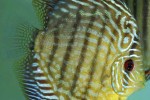 symphysodon aequifasciatus red eagle symphysodon aequifasciatus red eagle