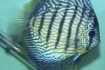symphysodon aequifasciatus red eagle symphysodon aequifasciatus red eagle