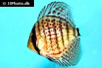 symphysodon aequifasciatus red leopard symphysodon aequifasciatus red leopard