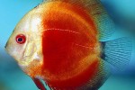 symphysodon aequifasciatus red melon symphysodon aequifasciatus red melon