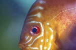 symphysodon aequifasciatus red rose symphysodon aequifasciatus red rose