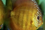 symphysodon aequifasciatus red rose symphysodon aequifasciatus red rose