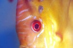 symphysodon aequifasciatus red rose symphysodon aequifasciatus red rose