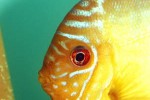 symphysodon aequifasciatus red rose symphysodon aequifasciatus red rose