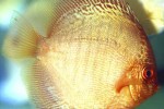 symphysodon aequifasciatus red snakeskin symphysodon aequifasciatus red snakeskin