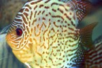symphysodon aequifasciatus red spotted green symphysodon aequifasciatus red spotted green