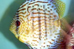 symphysodon aequifasciatus red spotted green symphysodon aequifasciatus red spotted green