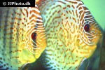symphysodon aequifasciatus red spotted green symphysodon aequifasciatus red spotted green