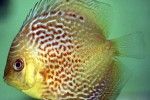 symphysodon aequifasciatus red spotted leopard snakeskin symphysodon aequifasciatus red spotted leopard snakeskin