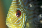 symphysodon aequifasciatus red turquoise symphysodon aequifasciatus red turquoise