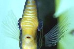 symphysodon aequifasciatus red turquoise symphysodon aequifasciatus red turquoise