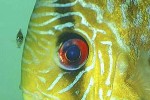 symphysodon aequifasciatus red turquoise symphysodon aequifasciatus red turquoise
