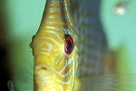 symphysodon aequifasciatus red turquoise symphysodon aequifasciatus red turquoise