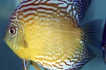 symphysodon aequifasciatus red turquoise symphysodon aequifasciatus red turquoise