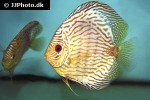 symphysodon aequifasciatus red turquoise symphysodon aequifasciatus red turquoise