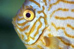 symphysodon aequifasciatus red turquoise symphysodon aequifasciatus red turquoise