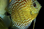 symphysodon aequifasciatus red turquoise leopard symphysodon aequifasciatus red turquoise leopard